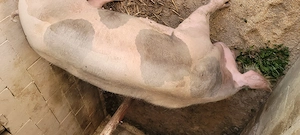 Scroafa pietran de vanzare urgent - imagine 3