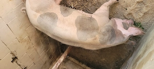 Scroafa pietran de vanzare urgent - imagine 4