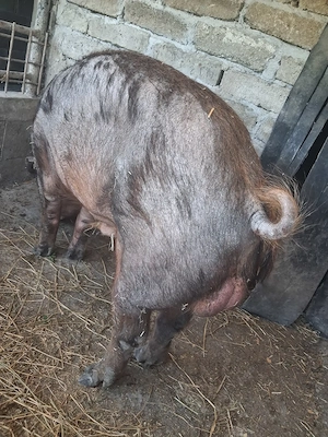 vand sau schimb vier duroc 1 an jumate - imagine 2
