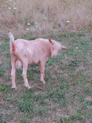 Țap metis alpin francez