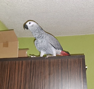  Vand Papagal jako (African grey) - imagine 2