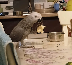  Vand Papagal jako (African grey)