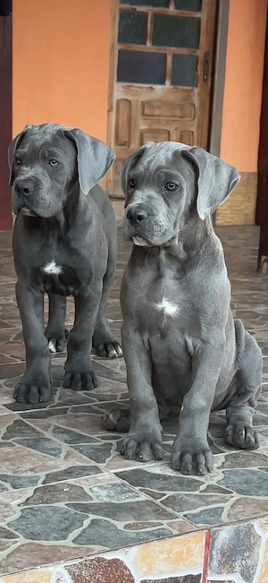 Pui cane carso cu pedigree  - imagine 2