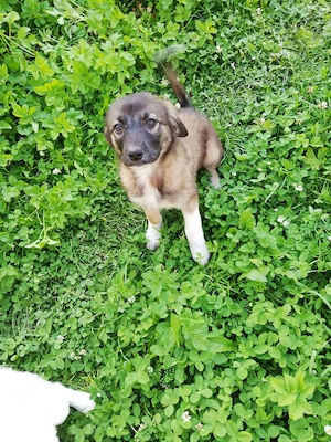 Adoptie catelusa metis, de culoare cafenie - imagine 3