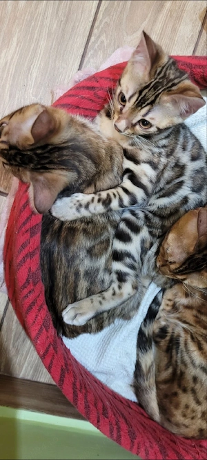bengalezi!!!