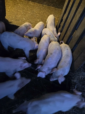vand purcei landra 6 săptămâni 