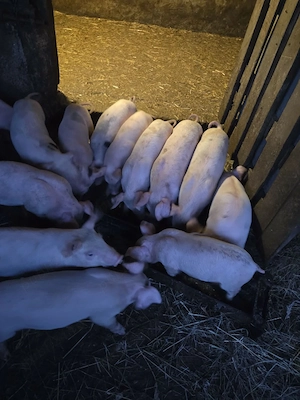 vand purcei landra 6 săptămâni  - imagine 2