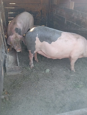 porci de vânzare 