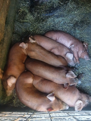 Vând purcei duroc de 6 saptamani