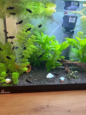 Vand Pesti si Plante de Acvariu