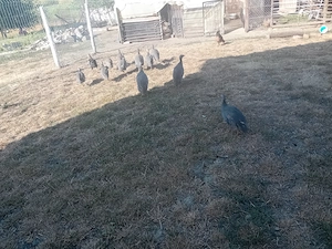 De vanzare bibilici..