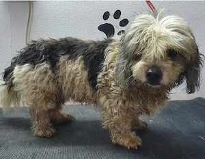 Cosmetica canina Timișoara  - imagine 5