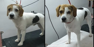 Cosmetica canina Timișoara  - imagine 2