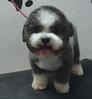Cosmetica canina Timișoara  - imagine 4