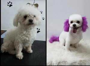 Cosmetica canina Timișoara 