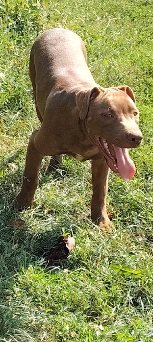 mascul Amstaff doar pentru cei interesați  - imagine 2
