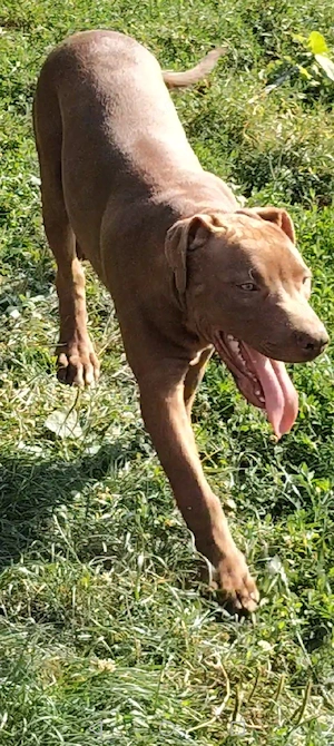 mascul Amstaff doar pentru cei interesați  - imagine 3