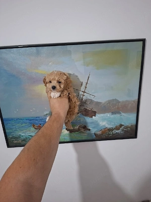 Maltipoo pudel