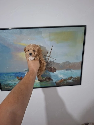 Maltipoo pudel