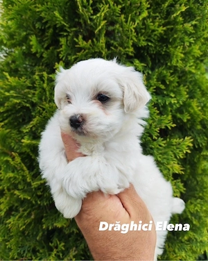 Bichon Maltez Mini Toy - imagine 3