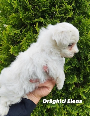 Bichon Maltez Mini Toy - imagine 4