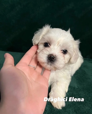 Bichon Maltez Mini Toy - imagine 2