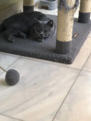 Pisicuțe British Shorthair Blue 