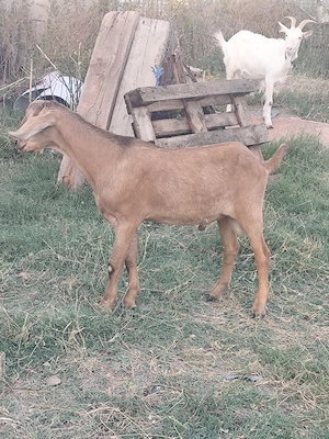 vând tapisor anglo nubian 