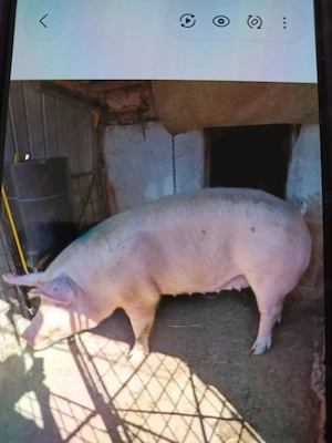 De vânzare porc de carne crescut natural la țară nu este de ferma.  - imagine 3