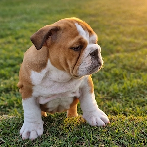 Fetita Bulldog Englez - imagine 4