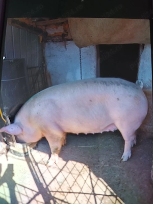 De vânzare porc de carne crescut natural la țară nu este de ferma.  - imagine 2