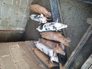 Dolofanei de vanzare 