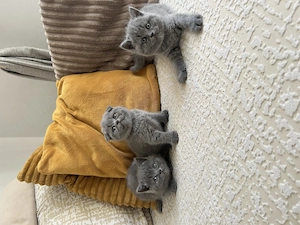 British și scottish fold - imagine 5