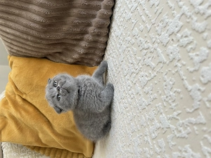 British și scottish fold - imagine 3