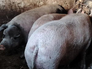 Porci mari 100-240 kg - imagine 3