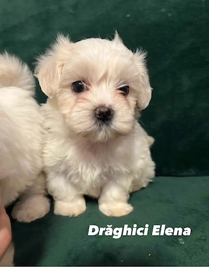 Bichon Maltez Mini Toy