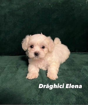 Bichon Maltez Mini Toy - imagine 4