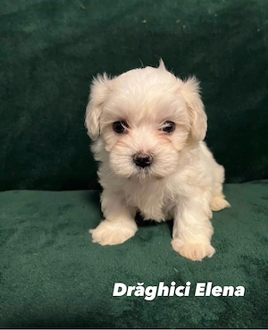 Bichon Maltez Mini Toy - imagine 3
