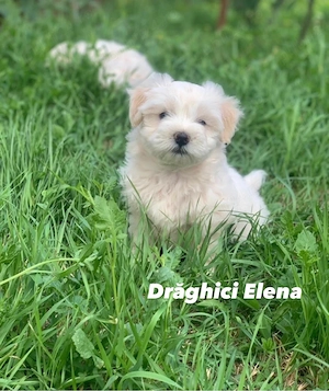 Bichon Maltez Mini Toy