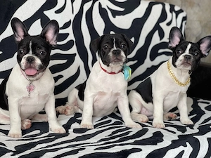 Fetite Bulldog Francez - imagine 3