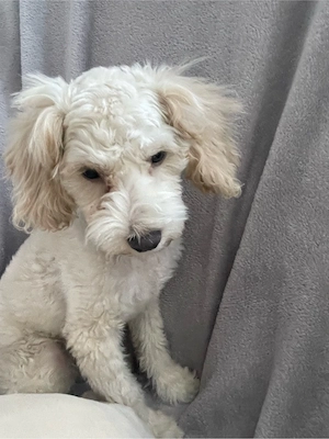 bichon maltez 