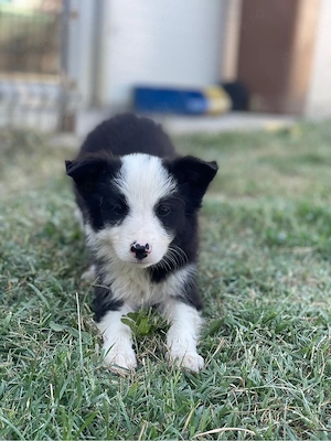 Border Collie de vanzare - imagine 5