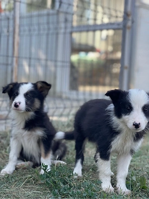 Border Collie de vanzare