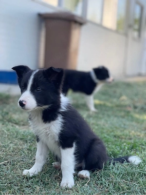 Border Collie de vanzare - imagine 3