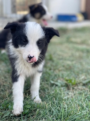 Border Collie de vanzare - imagine 2