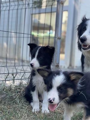 Border Collie de vanzare - imagine 4