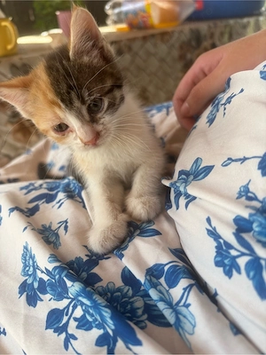 Ofer spre adoptie trei pisicute