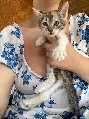 Ofer spre adoptie trei pisicute - imagine 3