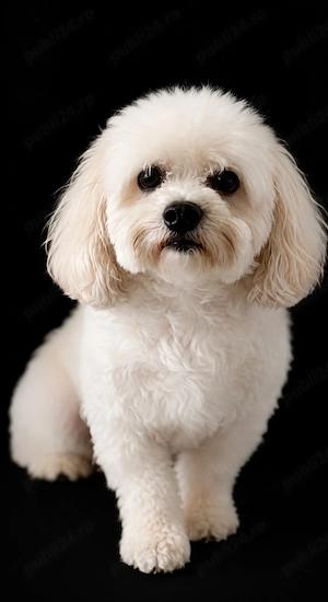 Ofer servicii de grooming  - imagine 5