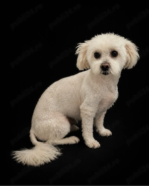 Ofer servicii de grooming  - imagine 4